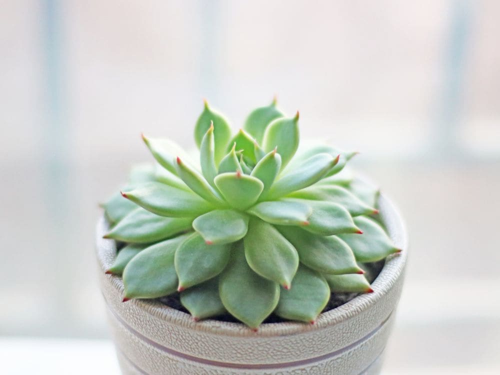 エケベリア属の画像