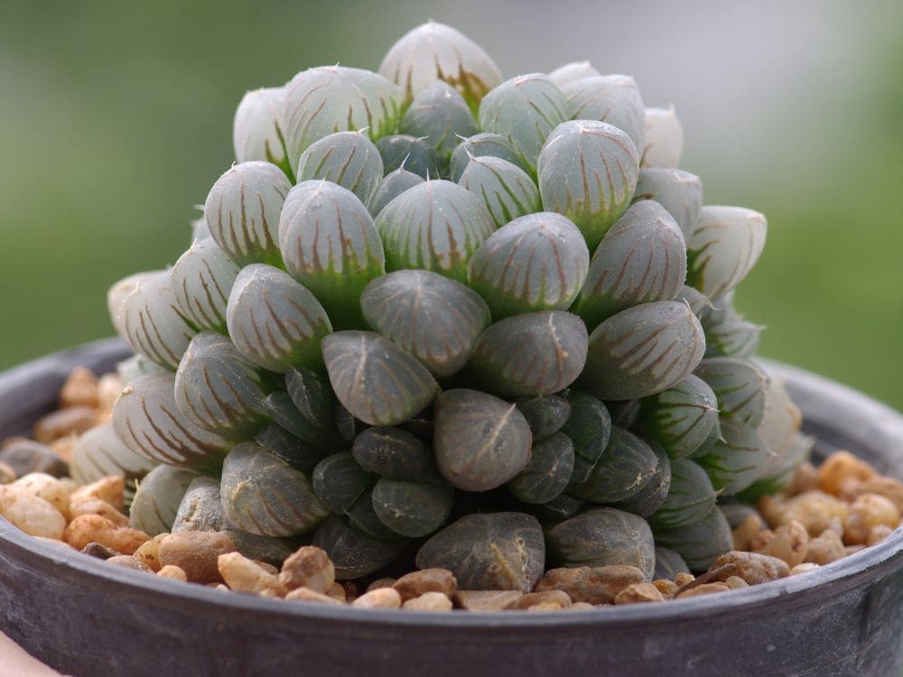 ハオルチア属の画像