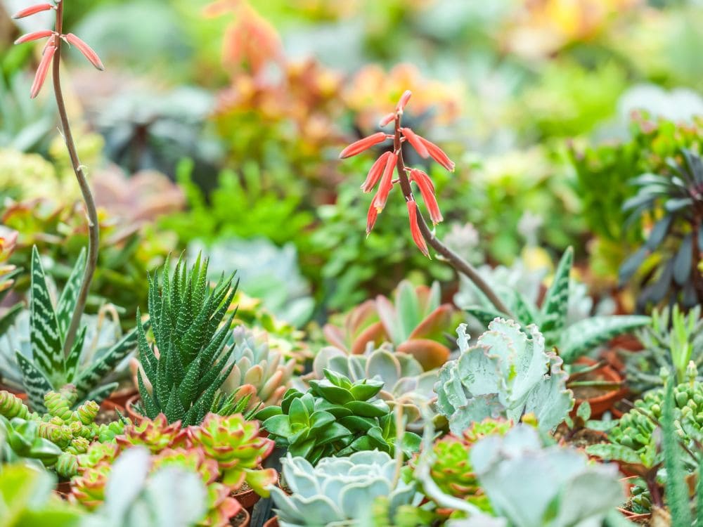 水やりの要点についての画像