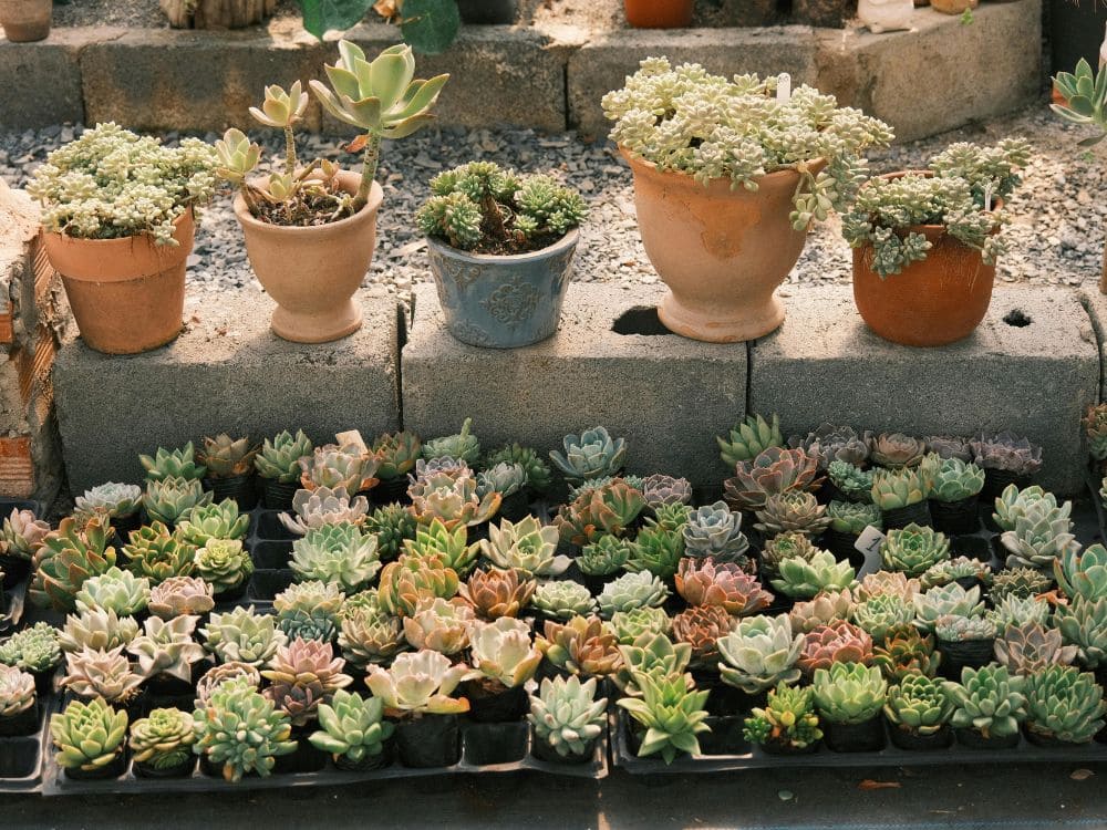 多肉植物の画像