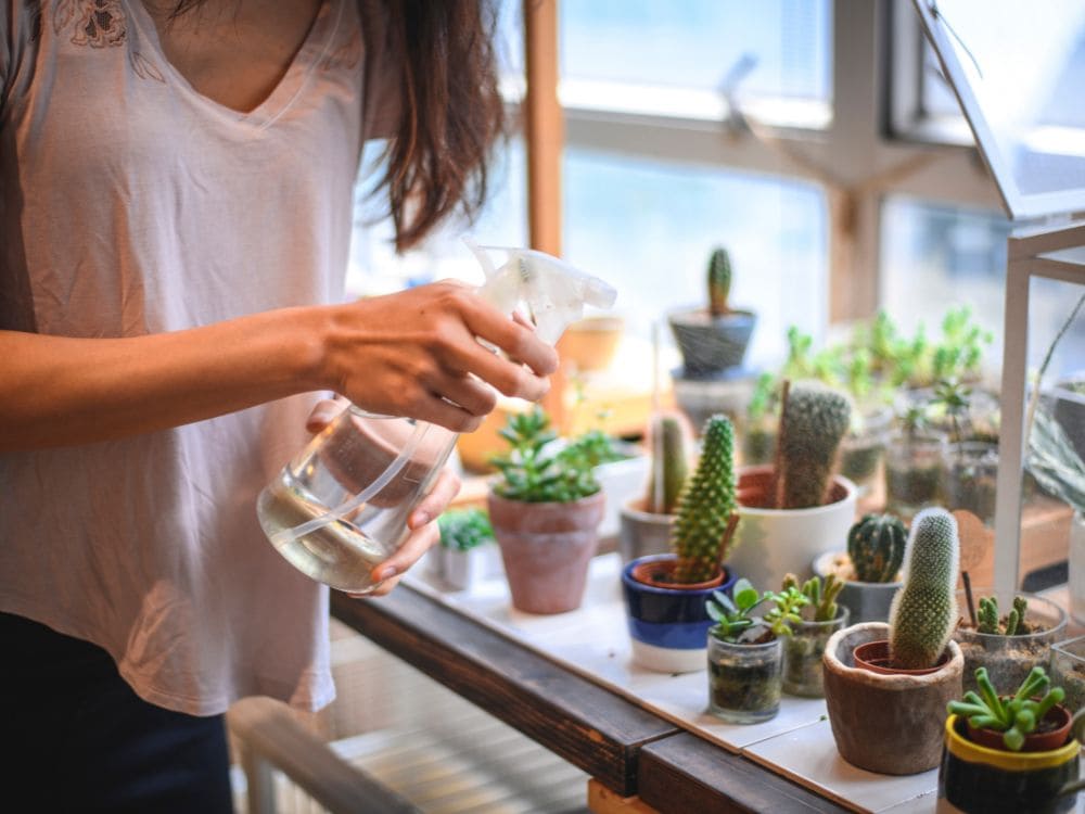 多肉植物の世話をしている画像