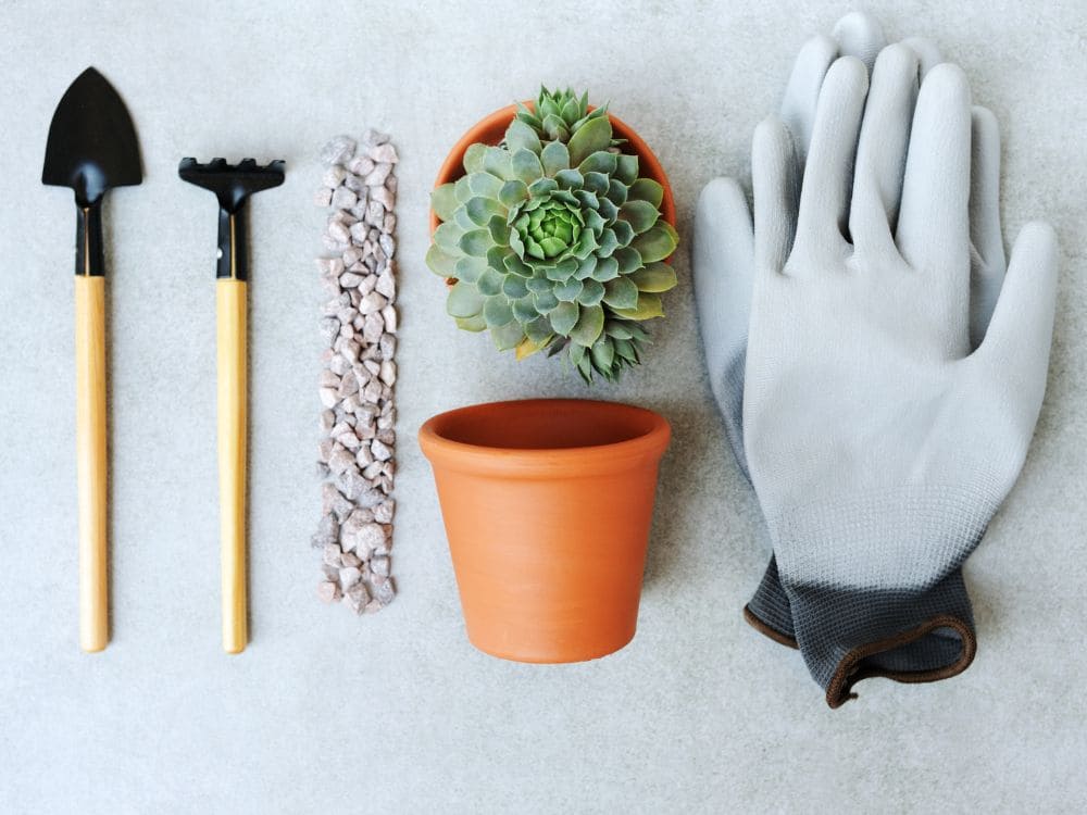 多肉植物の育成キット画像