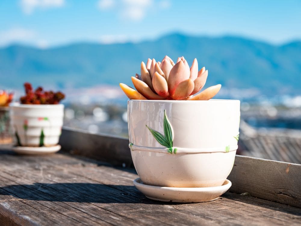 植木鉢に入った多肉植物の画像