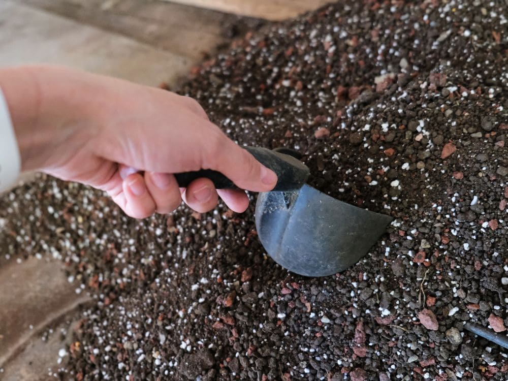 多肉植物の土の画像