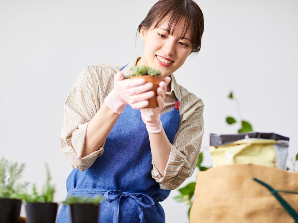 多肉植物の手入れの画像