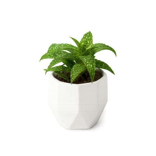 アロエ・ジュクンダの画像