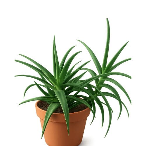 アロエ・ストリアツラの画像