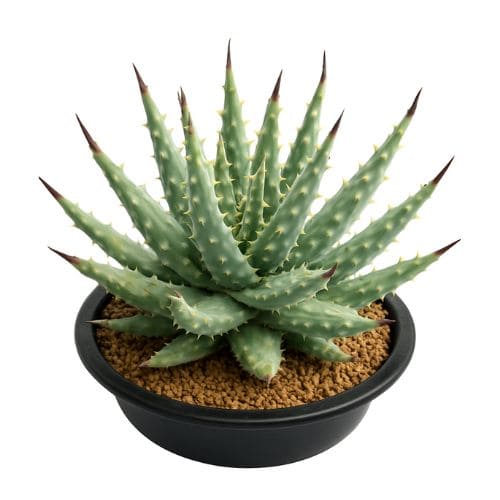 アロエ・ネリーの画像