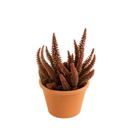 クラッスラ・茜の塔の画像