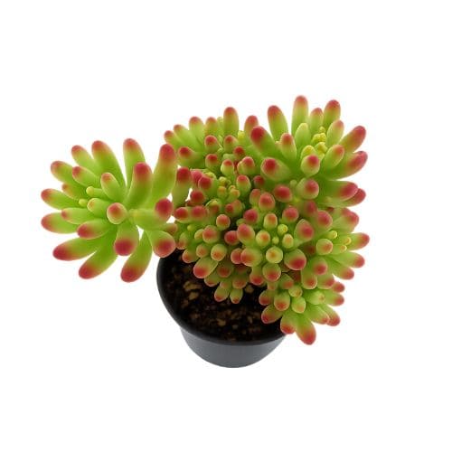 セダム・乙女心の画像