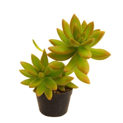 セダム・銘月の画像