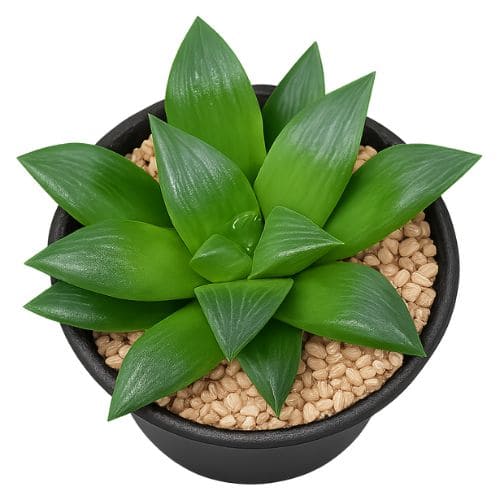 ハオルチア・レツーサの画像