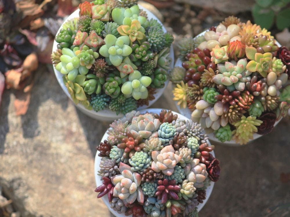 寄せ植え長持ちの画像