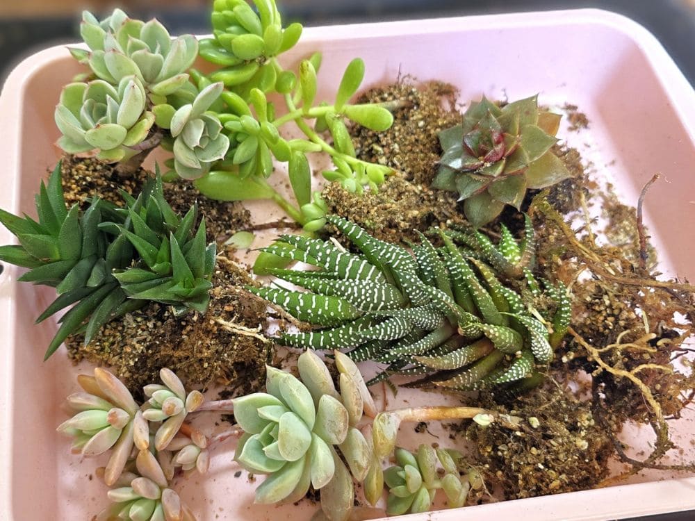 根っこをほぐした画像