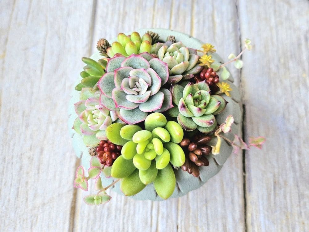 仮おきの多肉植物の画像