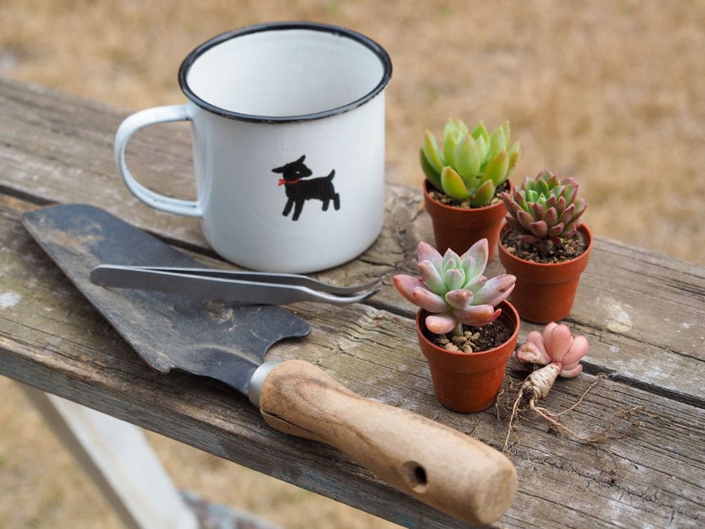 寄せ植え初心者の画像