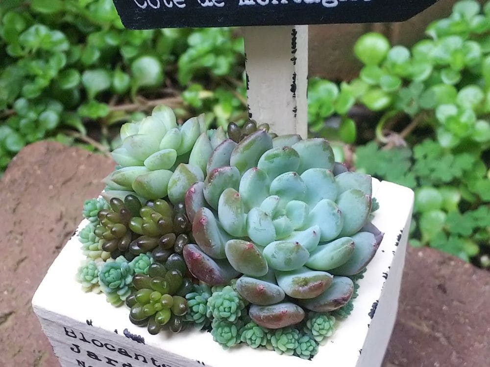 生育型が同じ多肉植物の画像