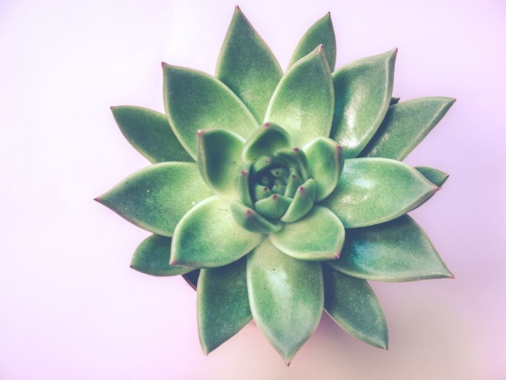 元気な多肉植物の画像