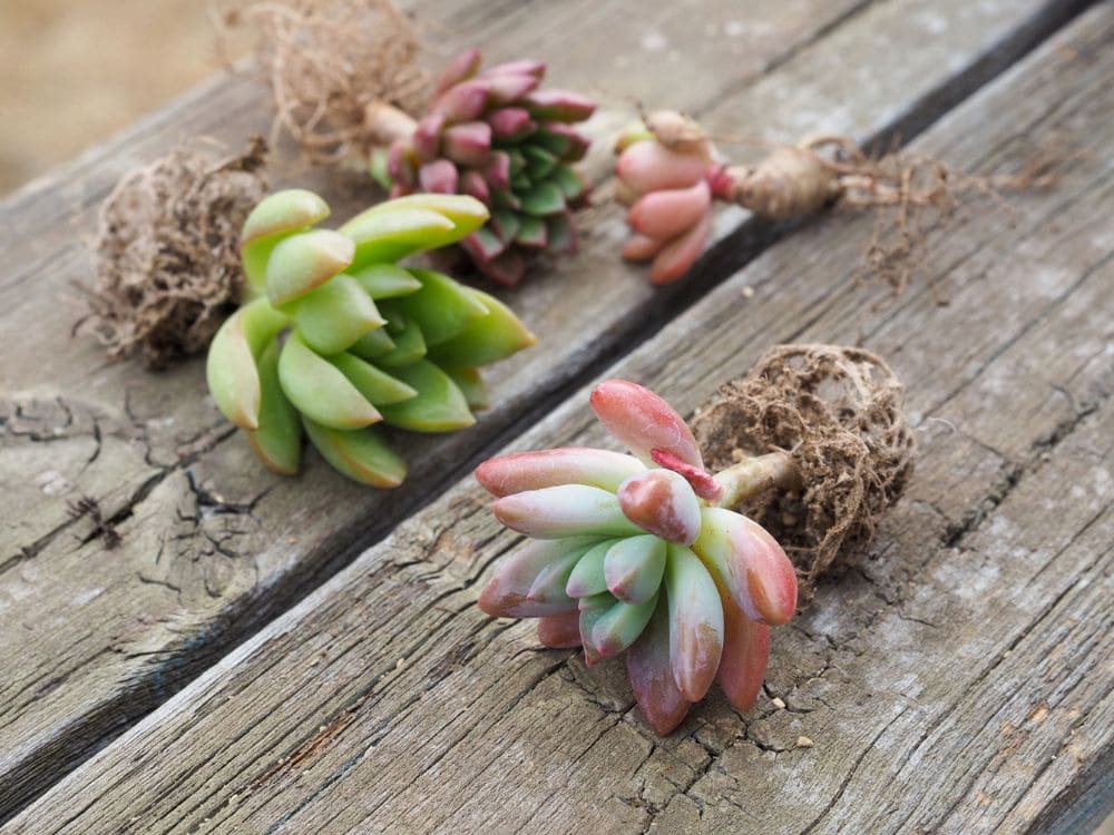 多肉の苗の画像