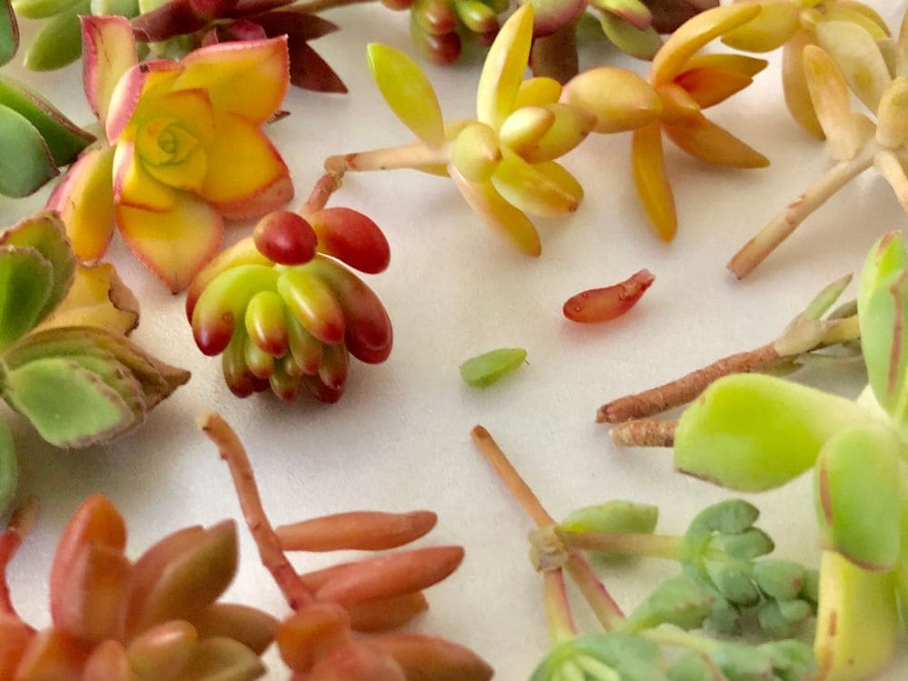 多肉植物の増やし方