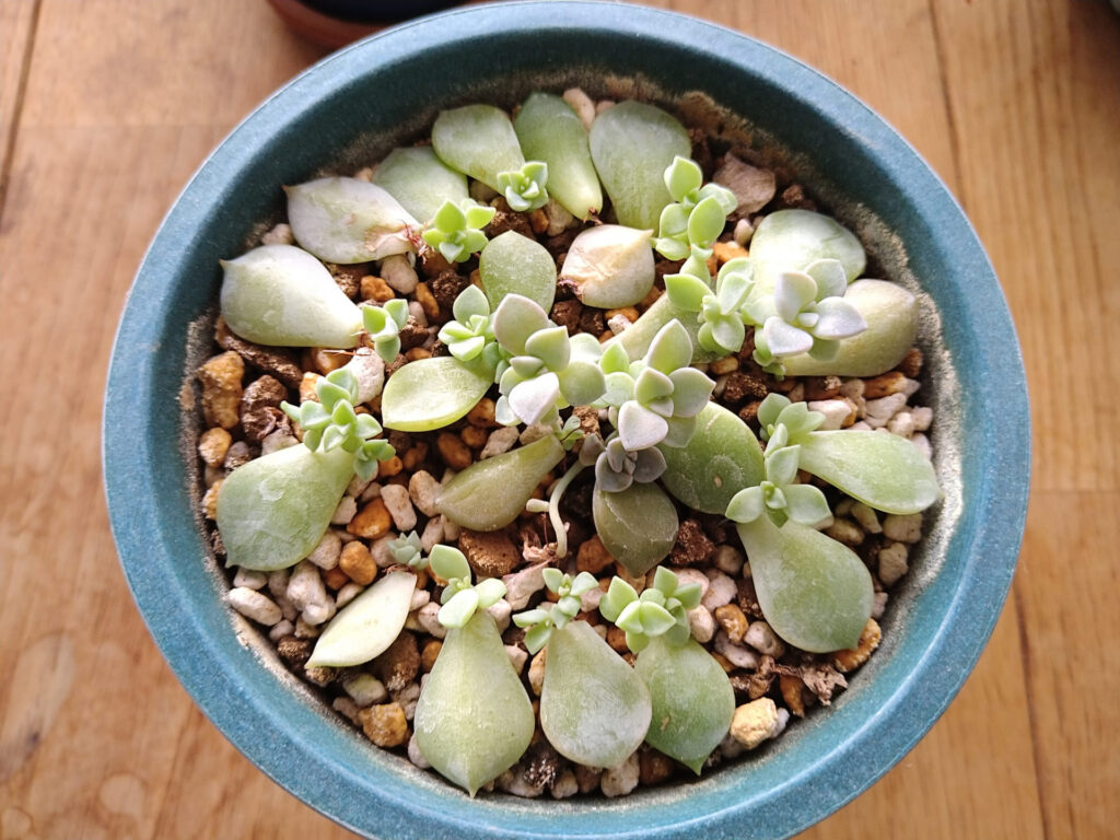 多肉植物の増やし方
