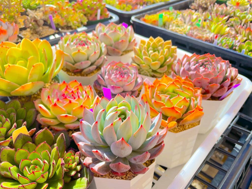 多肉植物の増やし方