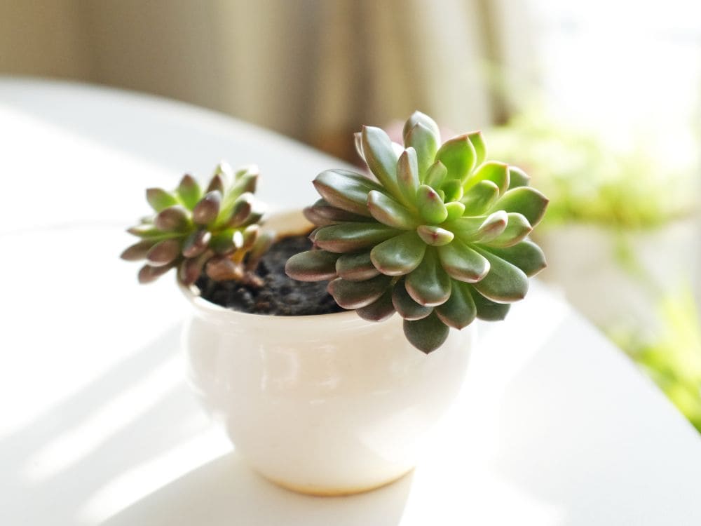 多肉植物の増やし方の画像