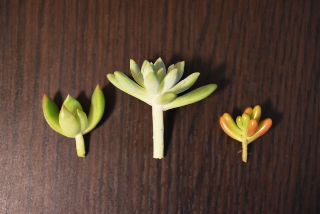多肉植物の増やし方