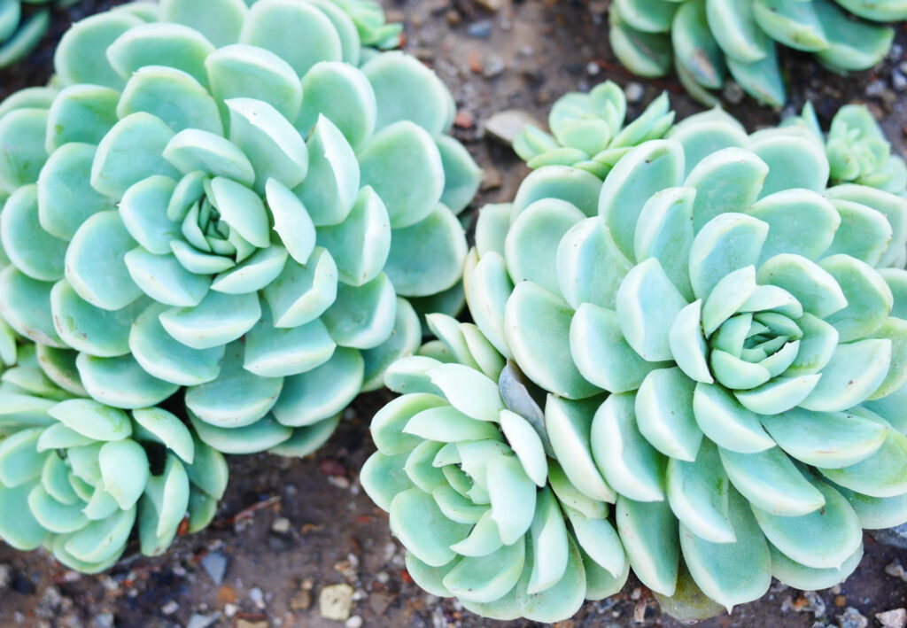 多肉植物の増やし方
