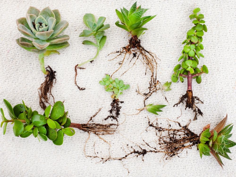 多肉植物の増やし方