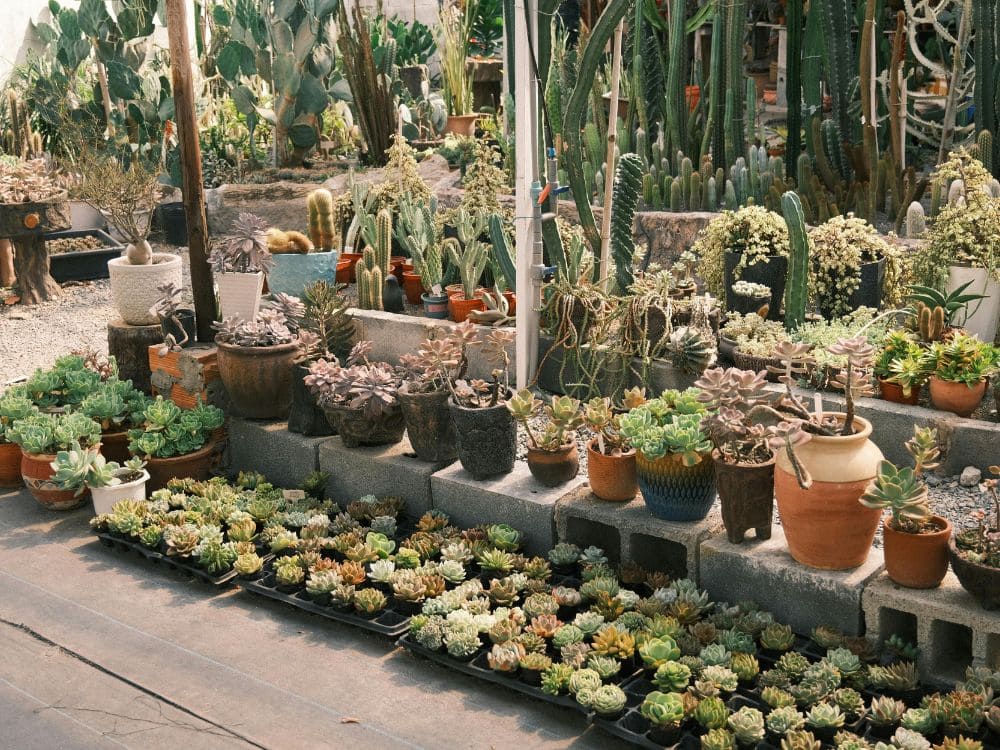 多肉種類の画像