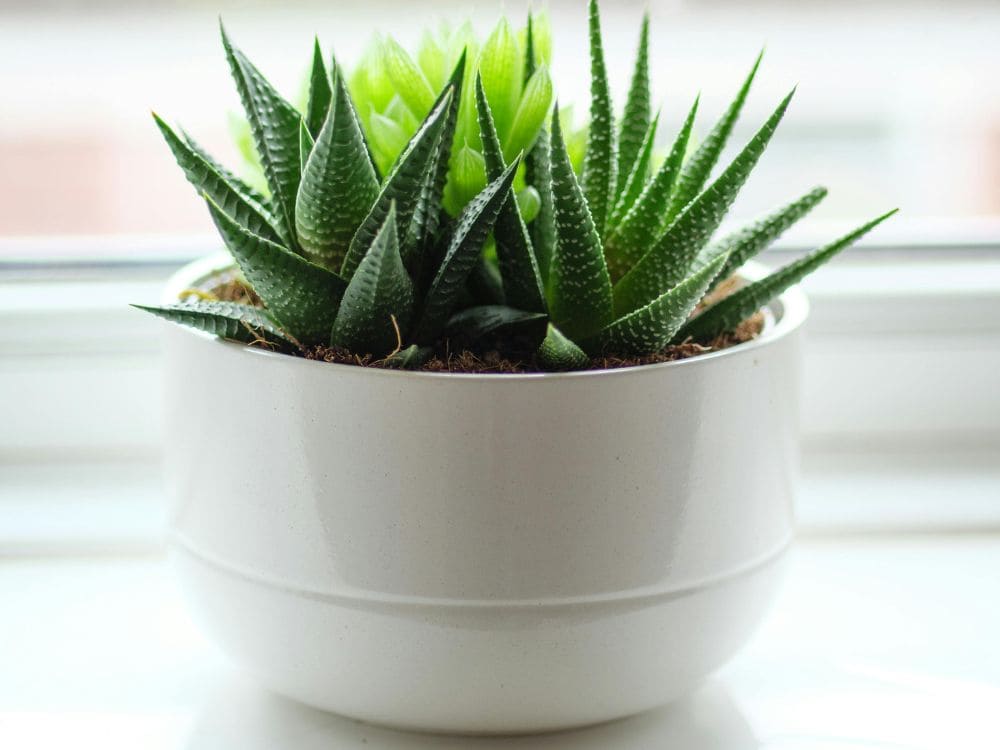 ハオルチアの画像