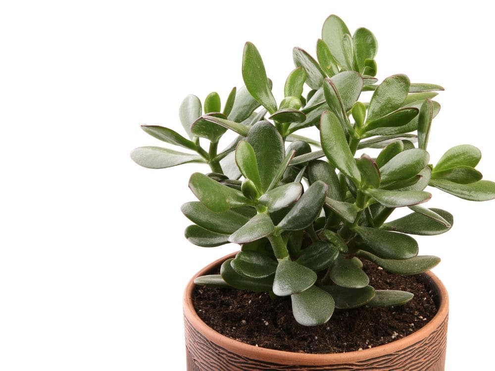 クラッスラの画像