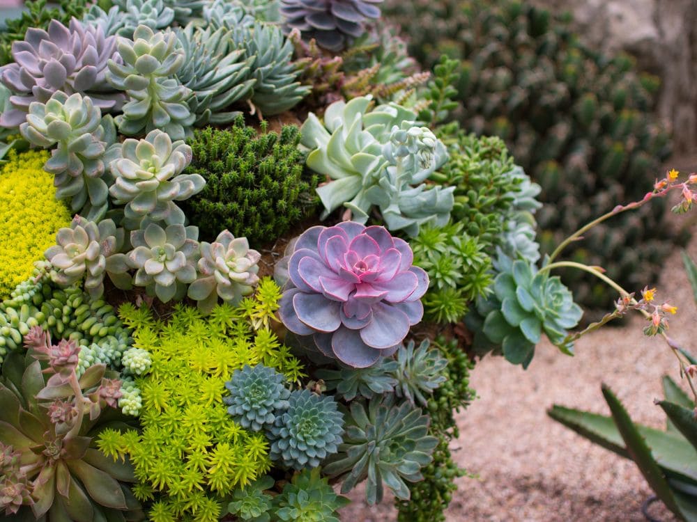 多肉植物の画像