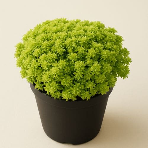 セダム・黄金マンネンソウの画像