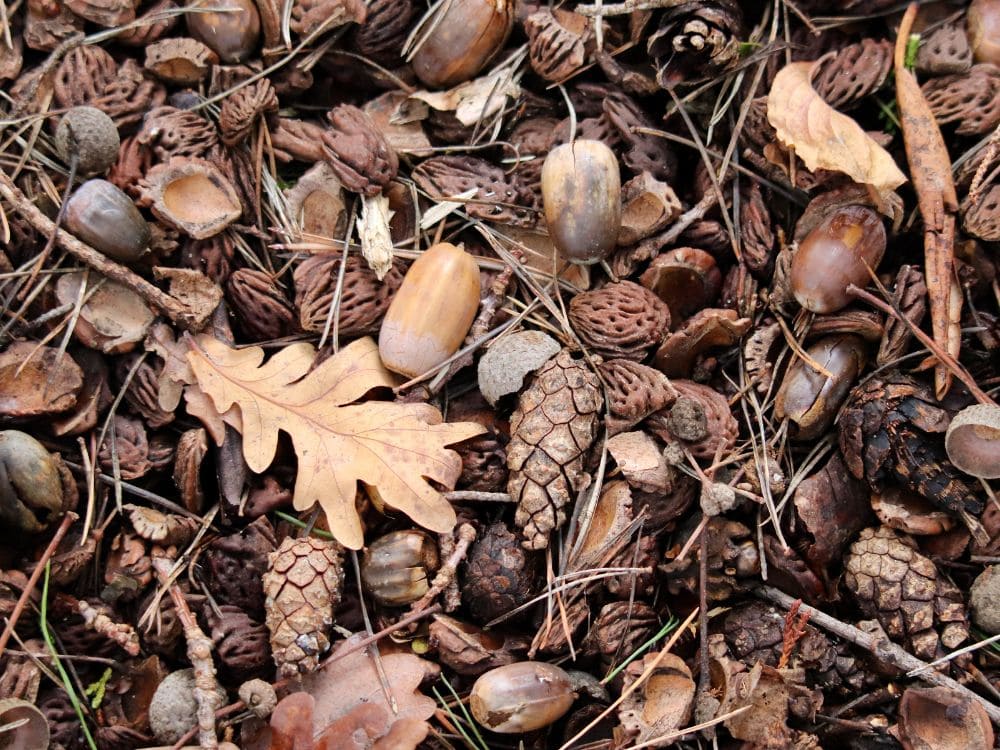 どんぐりの画像