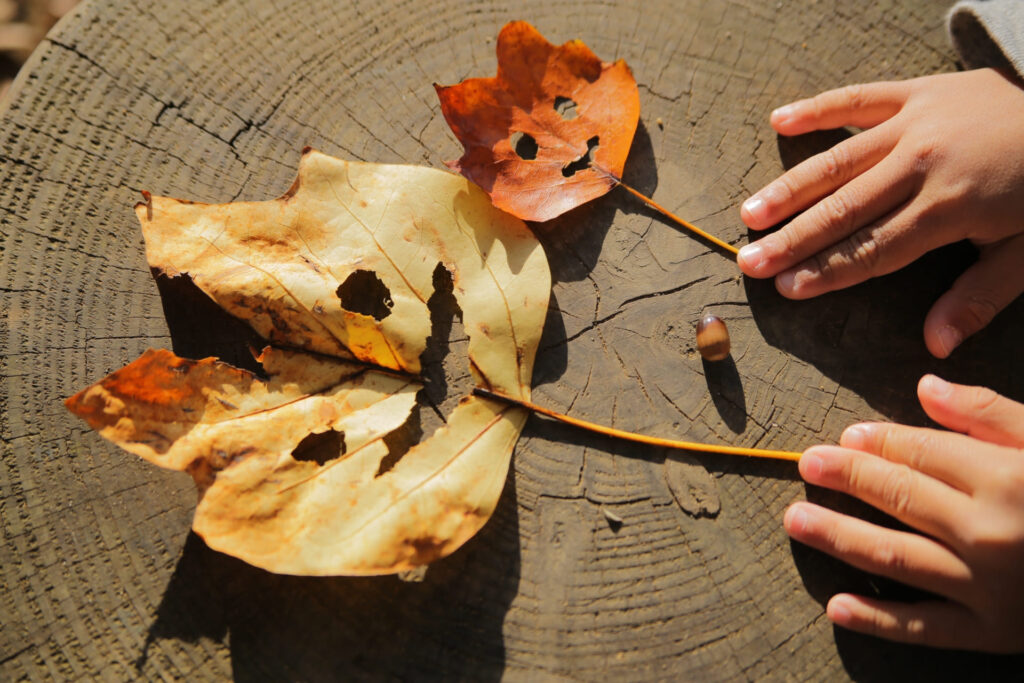 葉っぱで顔を作る画像